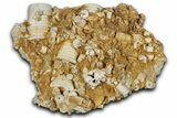 Mississippian Fossil Crinoid Stem Cluster - Kentucky #358738-1